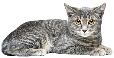 Evcil Hayvan Bakımı